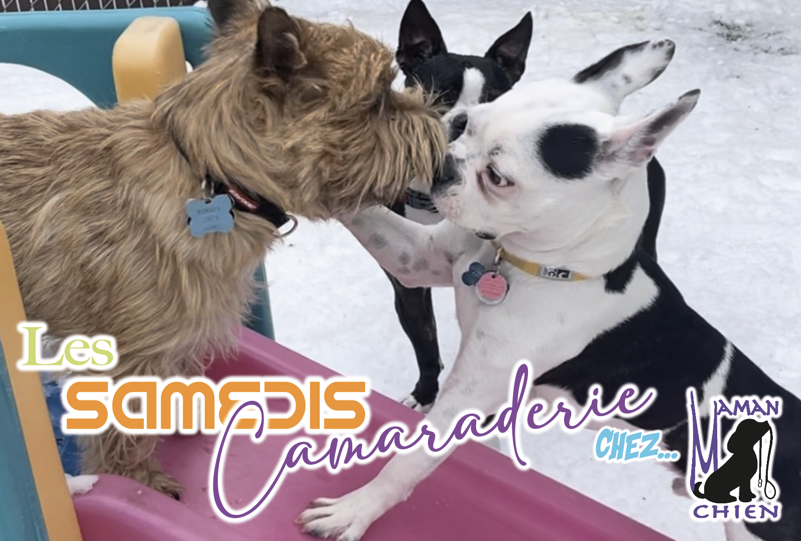 Samedi_camaraderie Pension garderie chiens